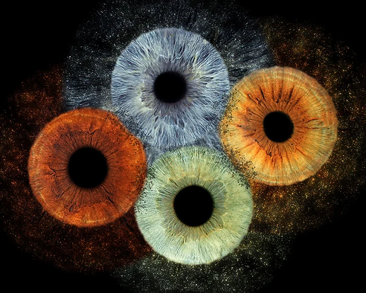 Four colorful irises in a family composition