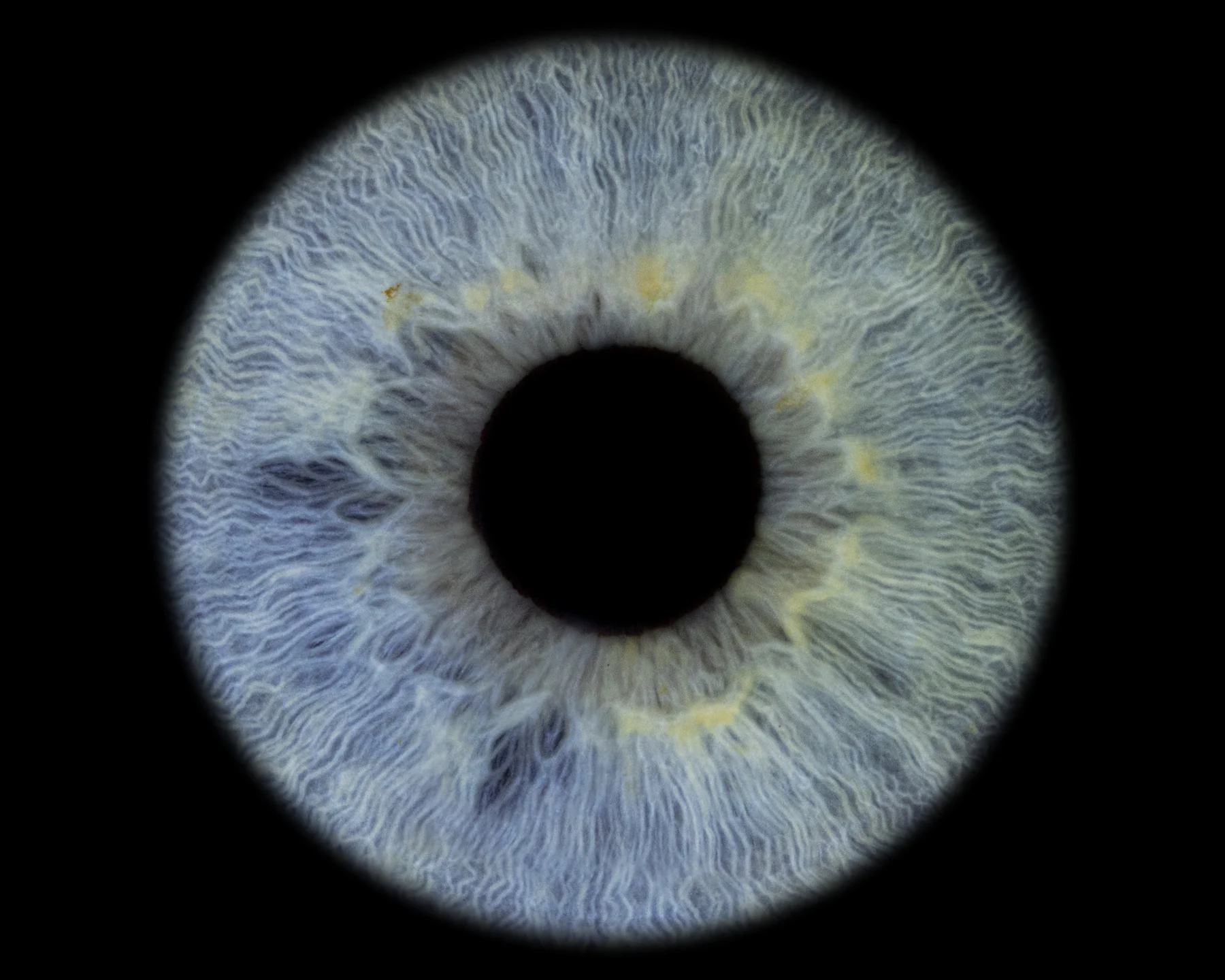 Single blue iris portrait